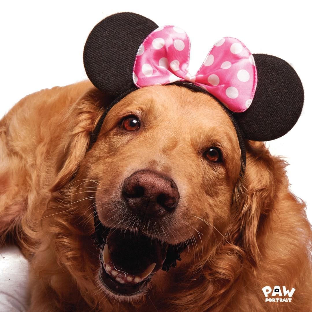 paw portrait dog
