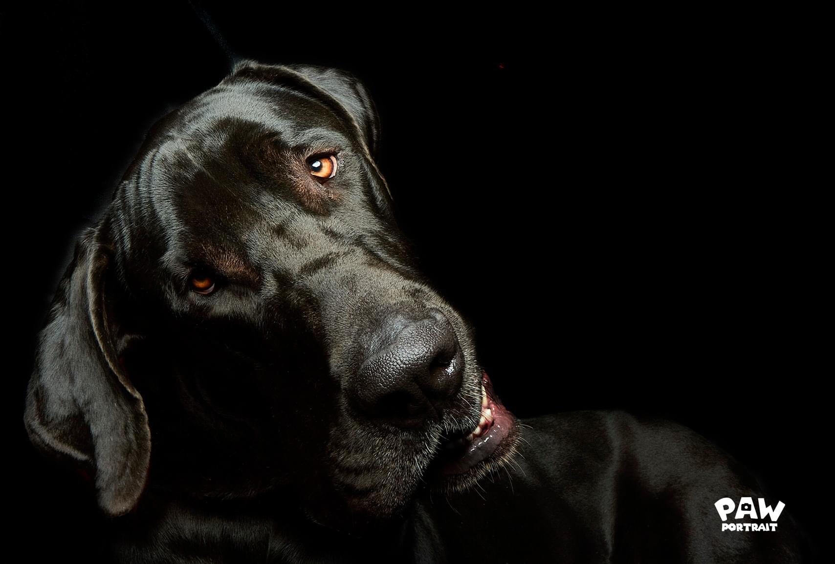 paw portrait dog