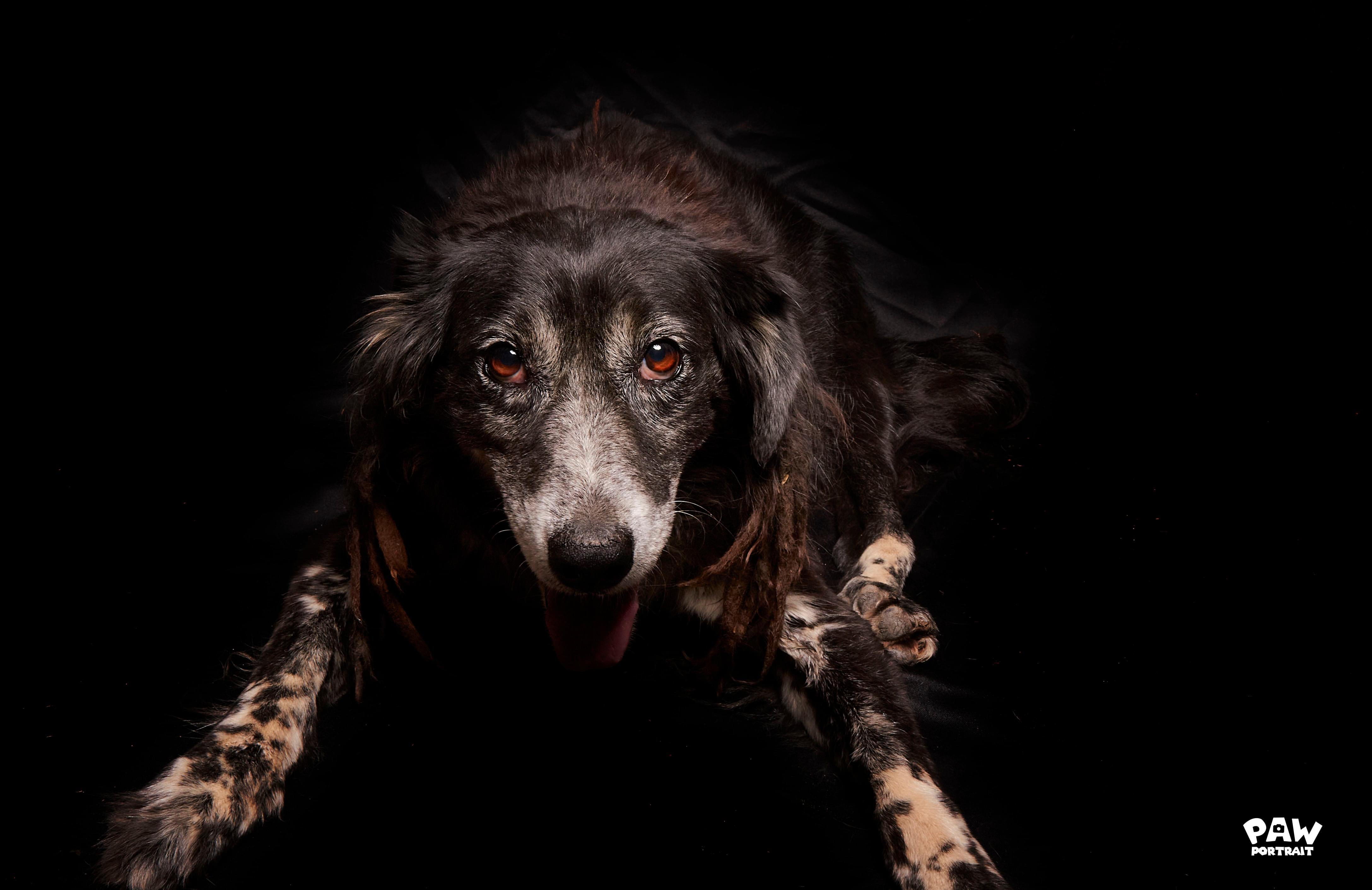 paw portrait dog