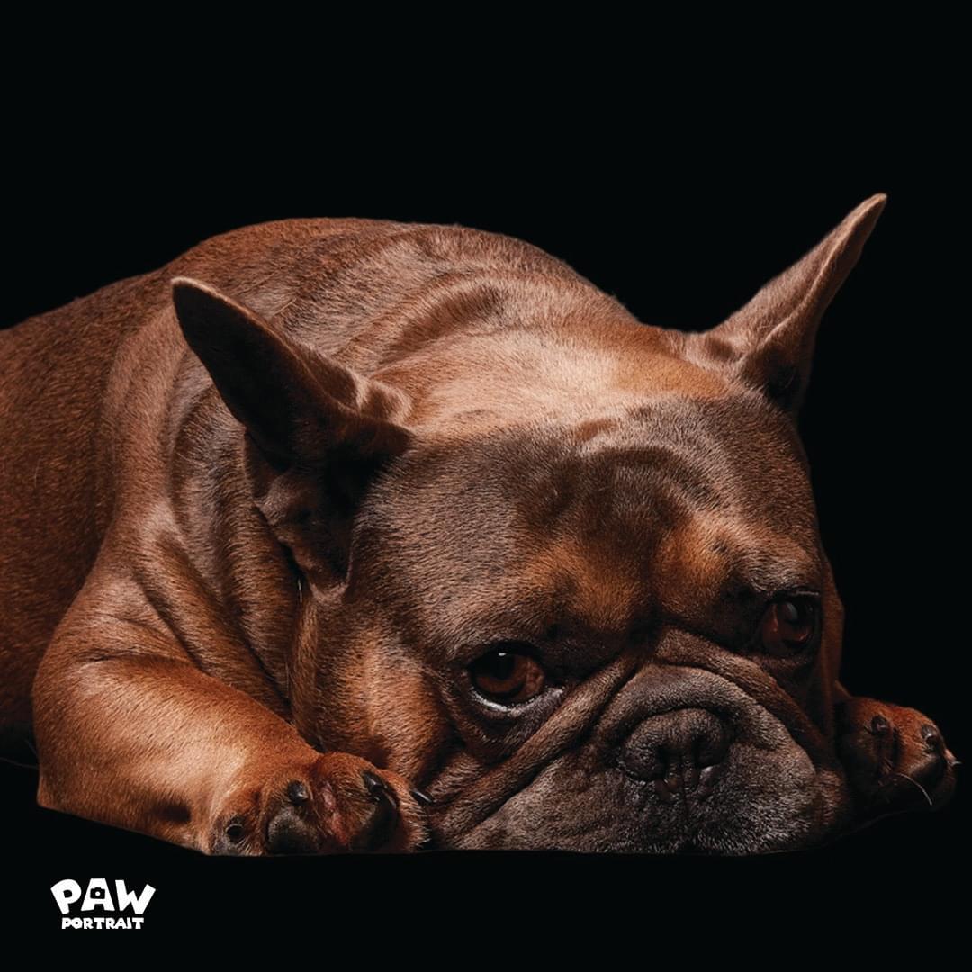paw portrait dog