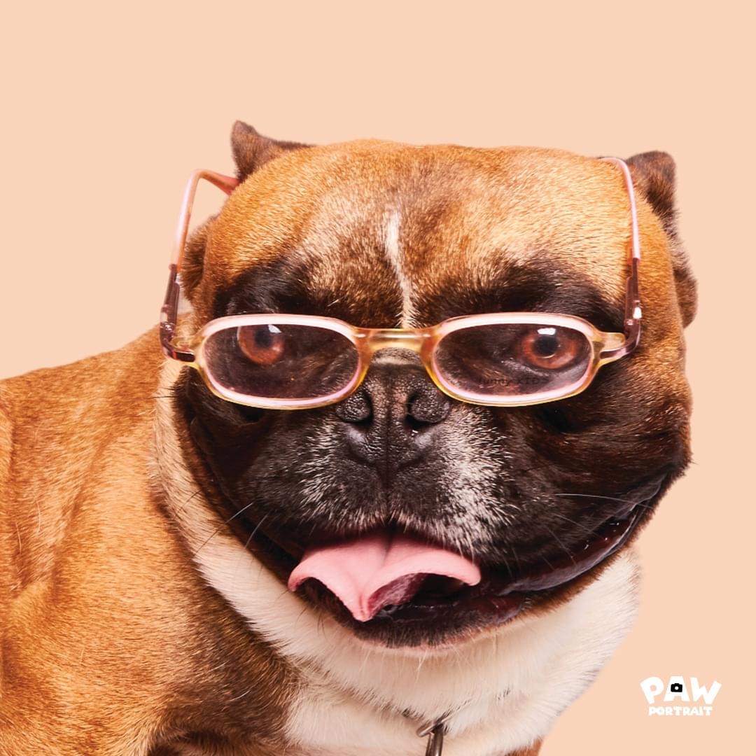 paw portrait dog