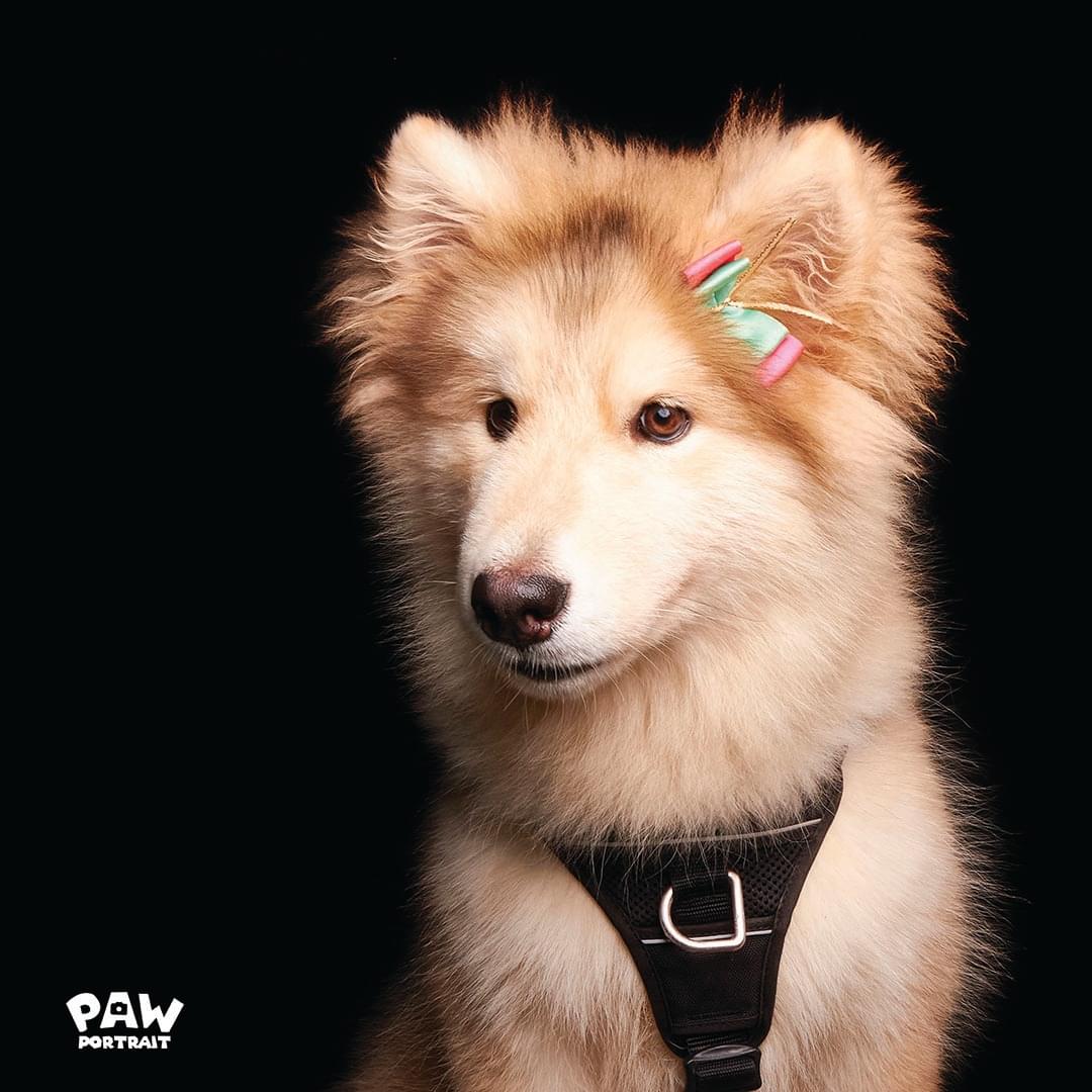 paw portrait dog