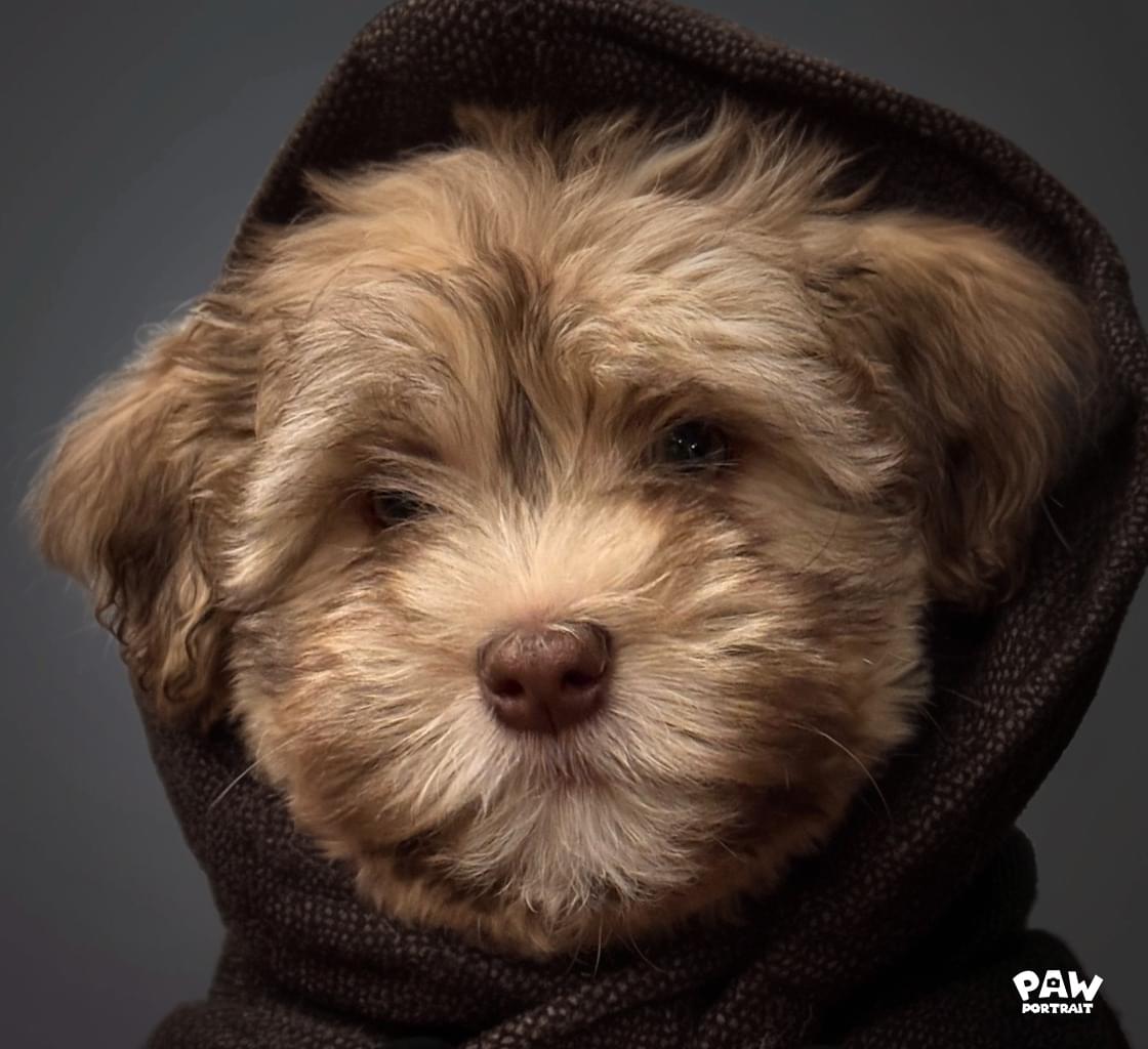 dog paw portrait 