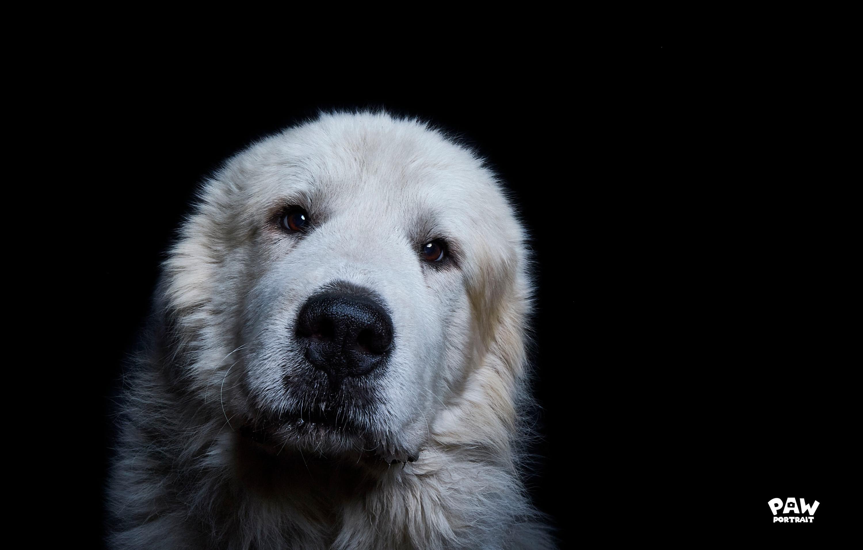 paw portrait dog